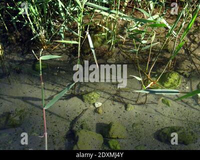 Habitat di tadpoli e adulti di rana dipinta mediterranea (Discoglosso pictus), Tunisia, Africa del Nord Foto Stock