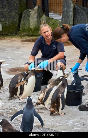 Tempo di alimentazione dei pinguini Gentoo in cattività nello zoo di Edimburgo RZSS, Scozia, Regno Unito Foto Stock