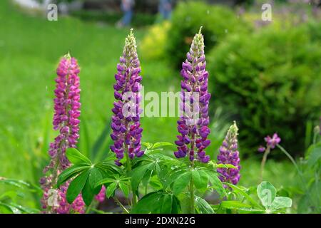 Fiori di lupino viola e rosa che fioriscono con gocce di pioggia. Primavera sfondo della natura. Giardino fiorente in primavera. Foto Stock