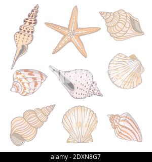 Illustrazioni vettoriali disegnate a mano - raccolta di conchiglie. Set marino. Illustrazione Vettoriale