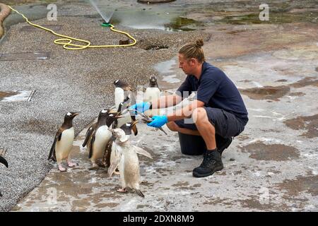 Tempo di alimentazione dei pinguini Gentoo in cattività nello zoo di Edimburgo RZSS, Scozia, Regno Unito Foto Stock