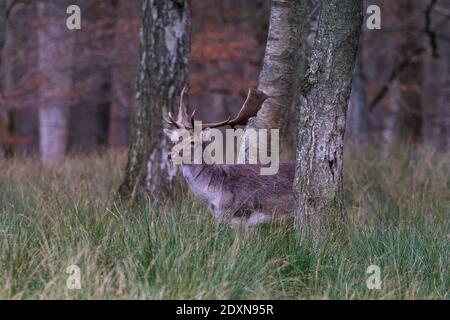 Daino (dama dama) maschio (bucks) si trova in erba e boschi, Germania Foto Stock