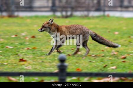 Berlino, Germania. 24 Dic 2020. Una volpe corre su un piccolo prato a Berlino Mitte. Credit: Christophe Gateau/dpa/Alamy Live News Foto Stock