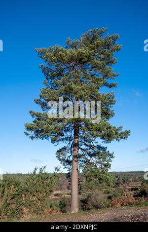 Un singolo pino scozzese (Pinus sylvestris) contro il cielo blu, Regno Unito Foto Stock