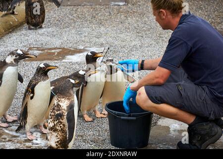 Tempo di alimentazione dei pinguini Gentoo in cattività nello zoo di Edimburgo RZSS, Scozia, Regno Unito Foto Stock