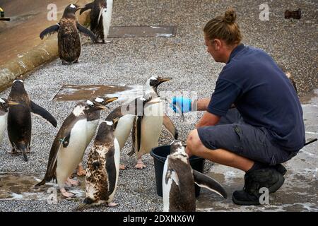 Tempo di alimentazione dei pinguini Gentoo in cattività nello zoo di Edimburgo RZSS, Scozia, Regno Unito Foto Stock