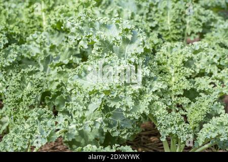 Un sacco di foglie di ricci o di Brassica oleracea coltivati nel campo coperto di paglia secca. Foto Stock