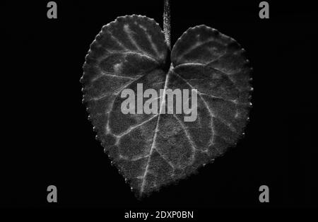 Grande foglia bianca e nera a forma di A. cuore con pattern isometrico su sfondo nero Foto Stock