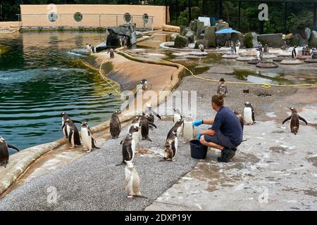 Tempo di alimentazione dei pinguini Gentoo in cattività nello zoo di Edimburgo RZSS, Scozia, Regno Unito Foto Stock