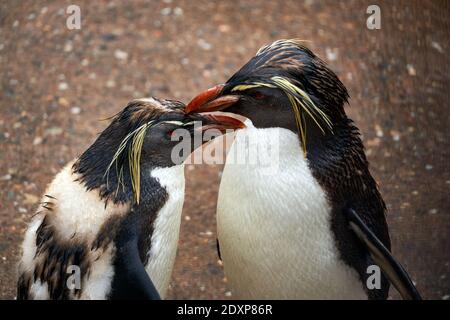 Due pinguini della Northern Rockhopper in cattività nel RZSS Edinburgh Zoo, Scozia, Regno Unito Foto Stock