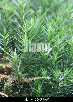 Banca Haircap Moss, Polytrichastrum formosum Foto Stock