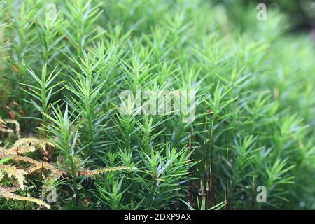 Banca Haircap Moss, Polytrichastrum formosum Foto Stock