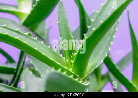 L'aloe arborescens è una pianta succulenta della famiglia delle Aloeaceae usato sia come pianta ornamentale nei giardini che come una pianta medicinale con regene forte Foto Stock