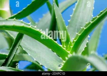 L'aloe arborescens è una pianta succulenta della famiglia delle Aloeaceae usato sia come pianta ornamentale nei giardini che come una pianta medicinale con regene forte Foto Stock