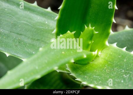 L'aloe arborescens è una pianta succulenta della famiglia delle Aloeaceae usato sia come pianta ornamentale nei giardini che come una pianta medicinale con regene forte Foto Stock