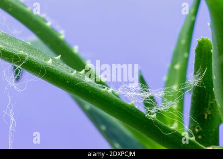 L'aloe arborescens è una pianta succulenta della famiglia delle Aloeaceae usato sia come pianta ornamentale nei giardini che come una pianta medicinale con regene forte Foto Stock