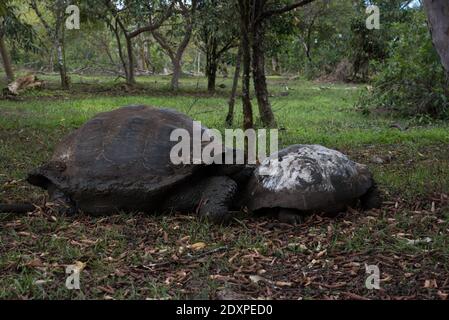 Galápagos tartarughe che si accoppiano nella riserva di El Chato a Santa Cruz alle isole Galapagos. Foto Stock