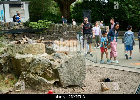 Meerkat / recinzione di suricati in RZSS Edinburgh Zoo, Scozia, Regno Unito Foto Stock