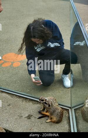 Visitatore che fotografa da vicino meerkat / suricati nel loro recinto nello zoo di Edimburgo RZSS, Scozia, Regno Unito Foto Stock