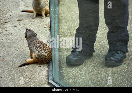 Visitatore che fotografa da vicino meerkat / suricati nel loro recinto nello zoo di Edimburgo RZSS, Scozia, Regno Unito Foto Stock