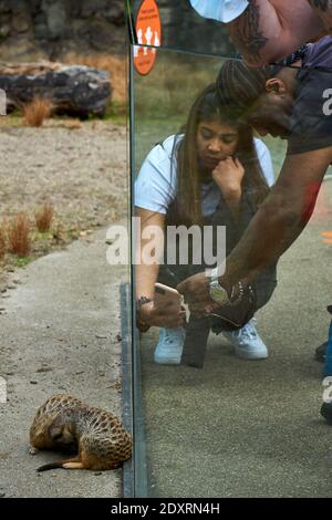 Visitatore che fotografa da vicino meerkat / suricati nel loro recinto nello zoo di Edimburgo RZSS, Scozia, Regno Unito Foto Stock