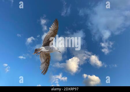 Aringhe giovani gull soaring sotto un cielo blu. Foto Stock