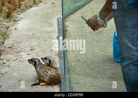 Visitatore che fotografa da vicino meerkat / suricati nel loro recinto nello zoo di Edimburgo RZSS, Scozia, Regno Unito Foto Stock