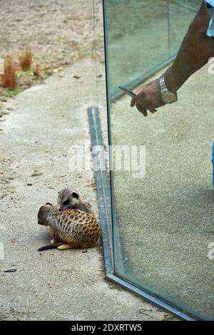 Visitatore che fotografa da vicino meerkat / suricati nel loro recinto nello zoo di Edimburgo RZSS, Scozia, Regno Unito Foto Stock