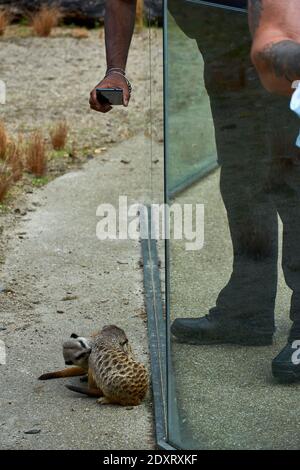 Visitatore che fotografa da vicino meerkat / suricati nel loro recinto nello zoo di Edimburgo RZSS, Scozia, Regno Unito Foto Stock