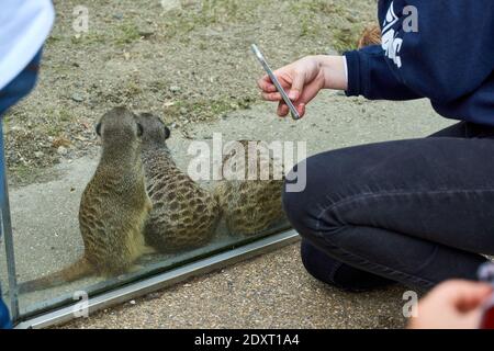 Visitatore che fotografa da vicino meerkat / suricati nel loro recinto nello zoo di Edimburgo RZSS, Scozia, Regno Unito Foto Stock