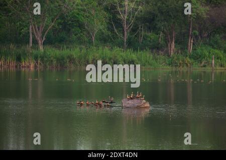 Bellissimo gruppo di anatra fischiante meno male sulla vita del lago e. ambiente di sfondo naturale della foresta pluviale Foto Stock