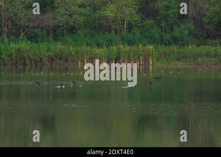 Bellissimo gruppo di anatra fischiante meno male sulla vita del lago e. ambiente di sfondo naturale della foresta pluviale Foto Stock