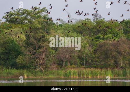 Bellissimo gruppo di anatra fischiante meno male sulla vita del lago e. ambiente di sfondo naturale della foresta pluviale Foto Stock