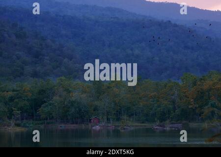 Bellissimo gruppo di anatra fischiante meno male sulla vita del lago e. ambiente di sfondo naturale della foresta pluviale Foto Stock