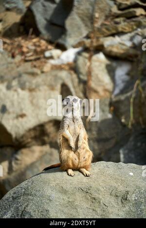 Meerkat / Suricate in cattività nel RZSS Zoo di Edimburgo, Scozia, Regno Unito Foto Stock