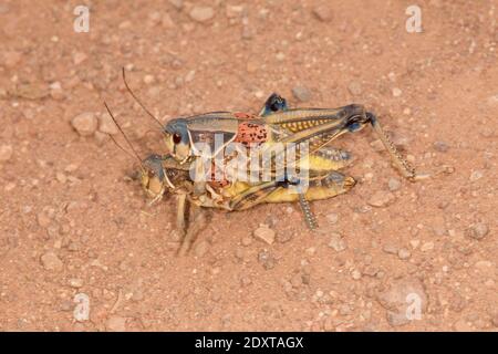 Lubrificante piano Grasshopper accoppiamento maschio e femmina, Brachystola magna, Acristidae. Foto Stock