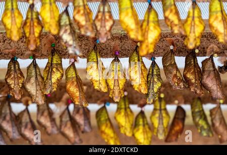 Grandi cocoons della farfalla del gufo (Caligo), Mindo, Ecuador. Focalizzare l'attenzione sul bozzone centrale, l'uso della tecnica bokeh. Foto Stock