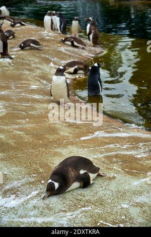 Pinguini Gentoo in cattività nello zoo di Edimburgo RZSS, Scozia, Regno Unito Foto Stock