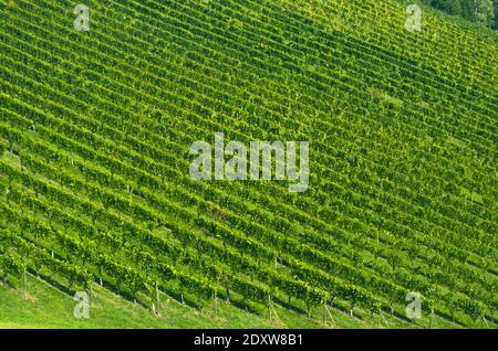 Vigneti lungo la strada del vino della Stiria meridionale, una regione incantevole al confine tra Austria e Slovenia con verdi colline, vigneti, pittoresco Foto Stock