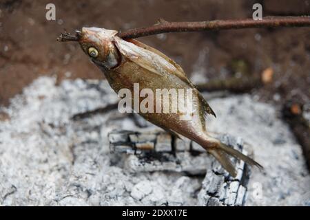 pesce selvatico pescato nel lago fritto su un fuoco su bastoni di legno. Pesce su bastoni Foto Stock