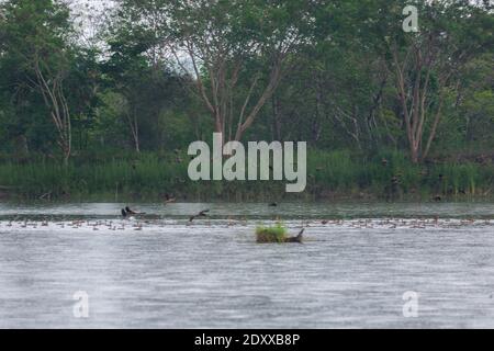 Bellissimo gruppo di anatra che fisca meno male volare e attività in piove sulla vita del lago e l'ambiente di sfondo della natura della foresta pluviale Foto Stock