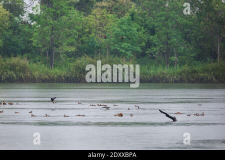 Bellissimo gruppo di anatra che fisca meno male volare e attività in piove sulla vita del lago e l'ambiente di sfondo della natura della foresta pluviale Foto Stock