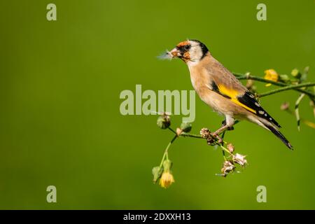 Europeo Goldfinch (Carduelis carduelis) uccello maschio arroccato alimentazione su semi di fiori selvatici con il pappo in becco Foto Stock