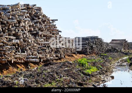 Enormi pile di legno rotondo (mucchio di tronchi, betulla) nella zona forestale mista d'Europa Foto Stock