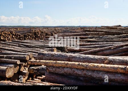 Taglio finale e enormi pile di legno rotondo (mucchio di tronchi, abete) nella zona forestale mista d'Europa Foto Stock