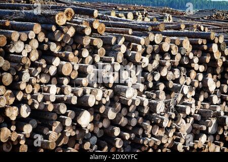 Taglio finale e enormi pile di legno rotondo (mucchio di tronchi, abete) nella zona forestale mista d'Europa Foto Stock