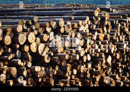 Taglio finale e enormi pile di legno rotondo (mucchio di tronchi, abete) nella zona forestale mista d'Europa Foto Stock