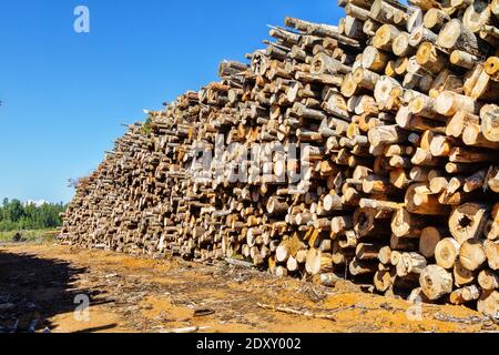 Taglio finale e enormi pile di legno rotondo (mucchio di tronchi, ontano) nella zona forestale mista d'Europa Foto Stock