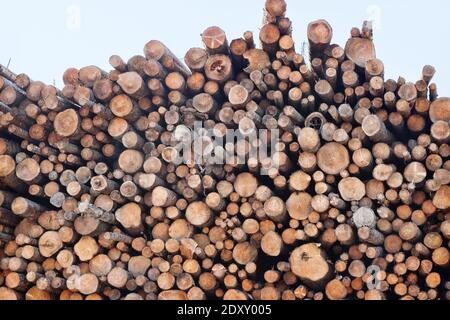 Enormi pile di legno rotondo (mucchio di tronchi, abete) nella zona forestale mista d'Europa Foto Stock