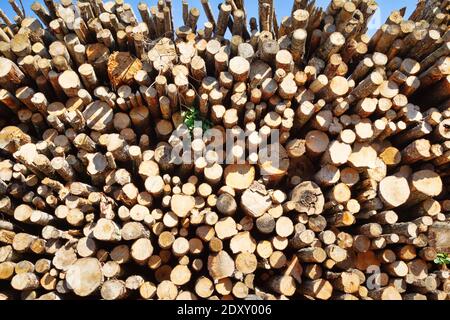 Taglio finale e enormi pile di legno rotondo (mucchio di tronchi, ontano) nella zona forestale mista d'Europa Foto Stock